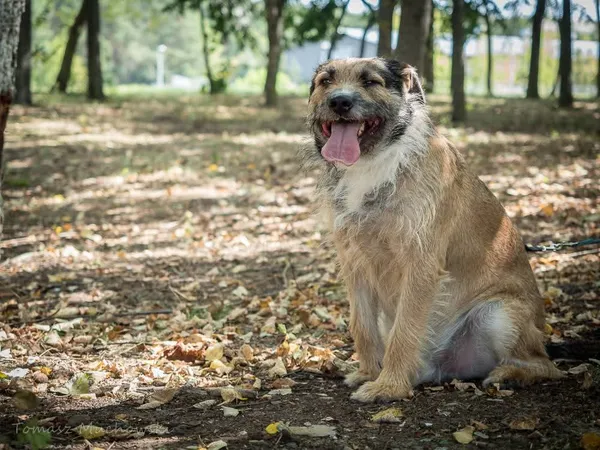 Pies do adopcji, Radom, 4 listopada 2025 (2/5)