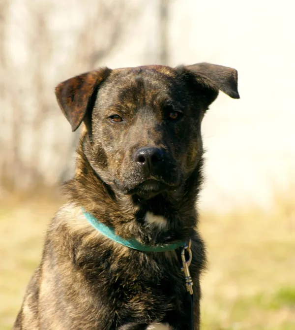 Pies do adopcji, Konin, 16 lutego 2025 (1/5)