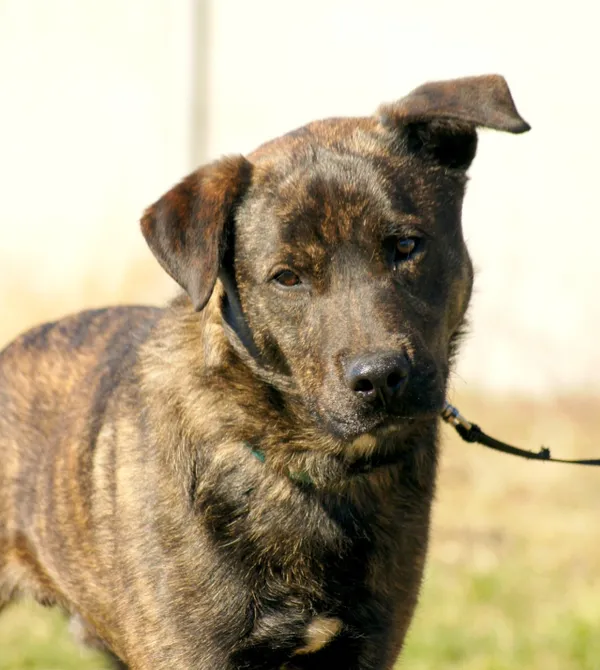 Pies do adopcji, Konin, 16 lutego 2025 (2/5)