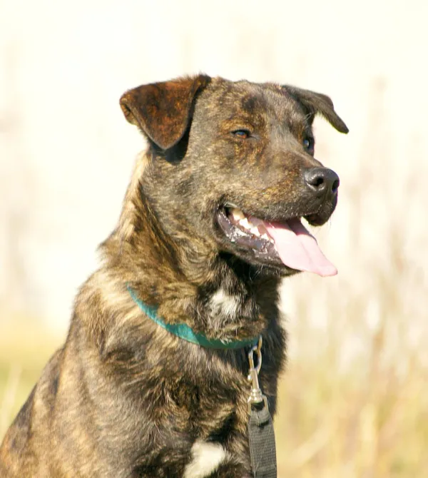 Pies do adopcji, Konin, 16 lutego 2025 (3/5)