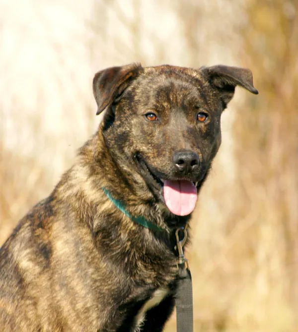 Pies do adopcji, Konin, 16 lutego 2025 (4/5)