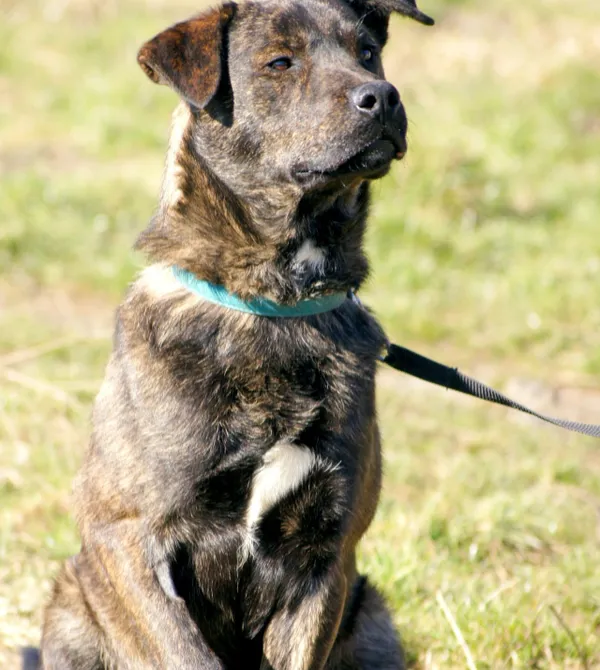 Pies do adopcji, Konin, 16 lutego 2025 (5/5)