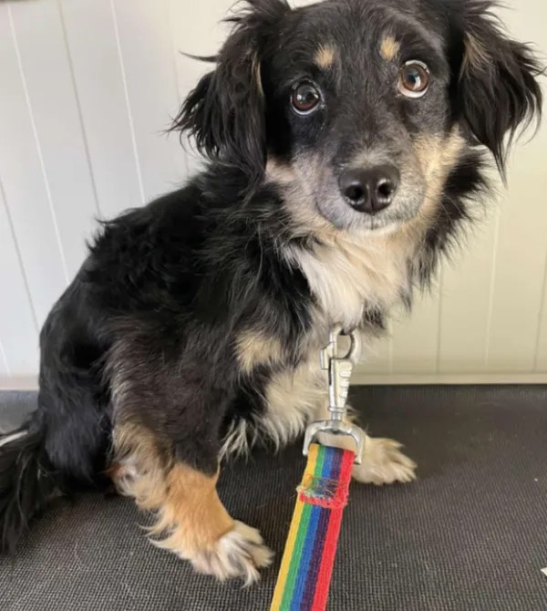 Pies do adopcji, Konin, 6 marca 2025