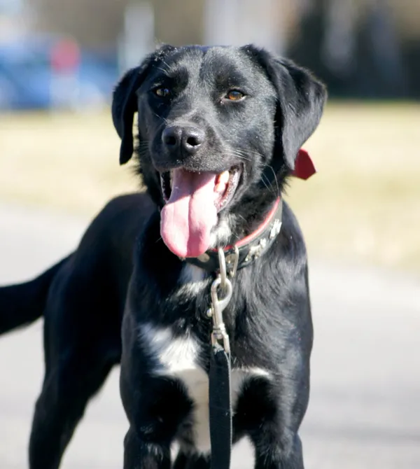 Pies do adopcji, Konin, 20 stycznia 2025 (1/4)