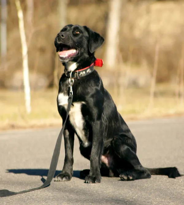 Pies do adopcji, Konin, 20 stycznia 2025 (2/4)