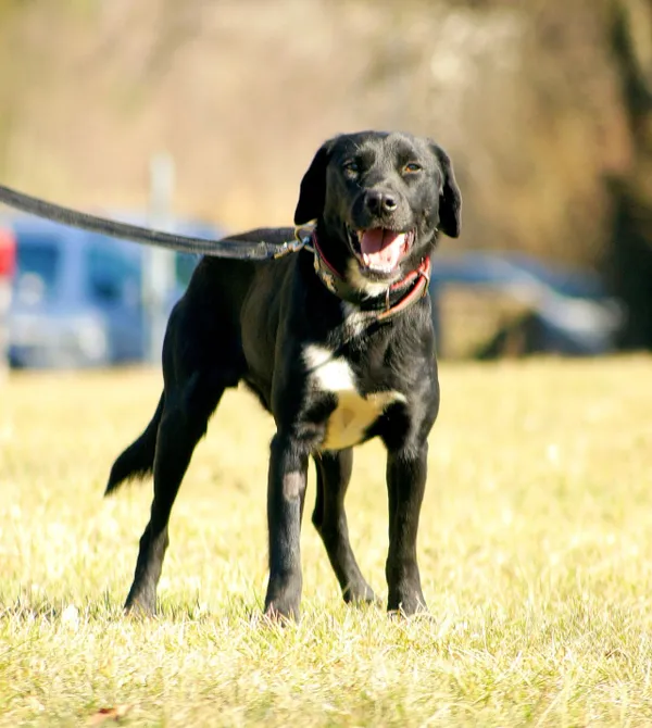 Pies do adopcji, Konin, 20 stycznia 2025 (3/4)