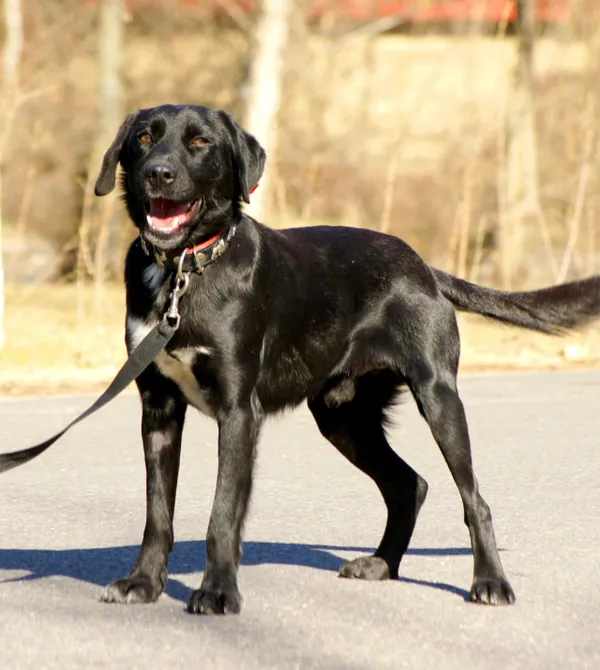 Pies do adopcji, Konin, 20 stycznia 2025 (4/4)