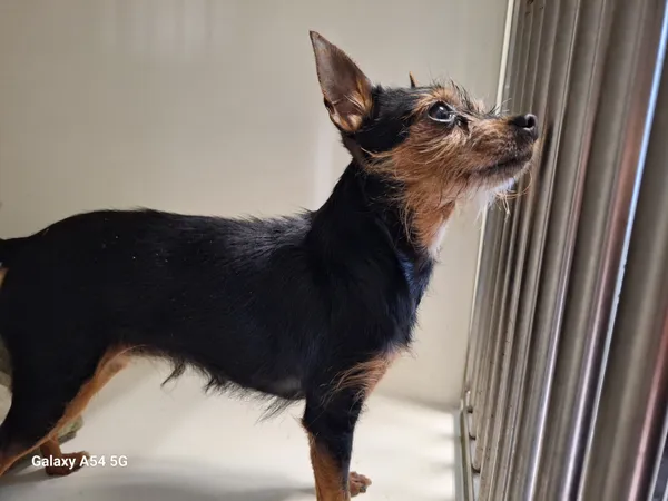 Pies do adopcji, Orzechowce, 3 kwietnia 2025 (1/2)