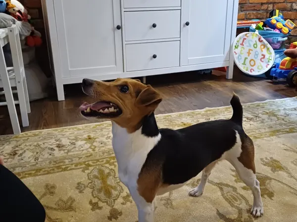 Zaginął pies, Łódź, 4 kwietnia 2025