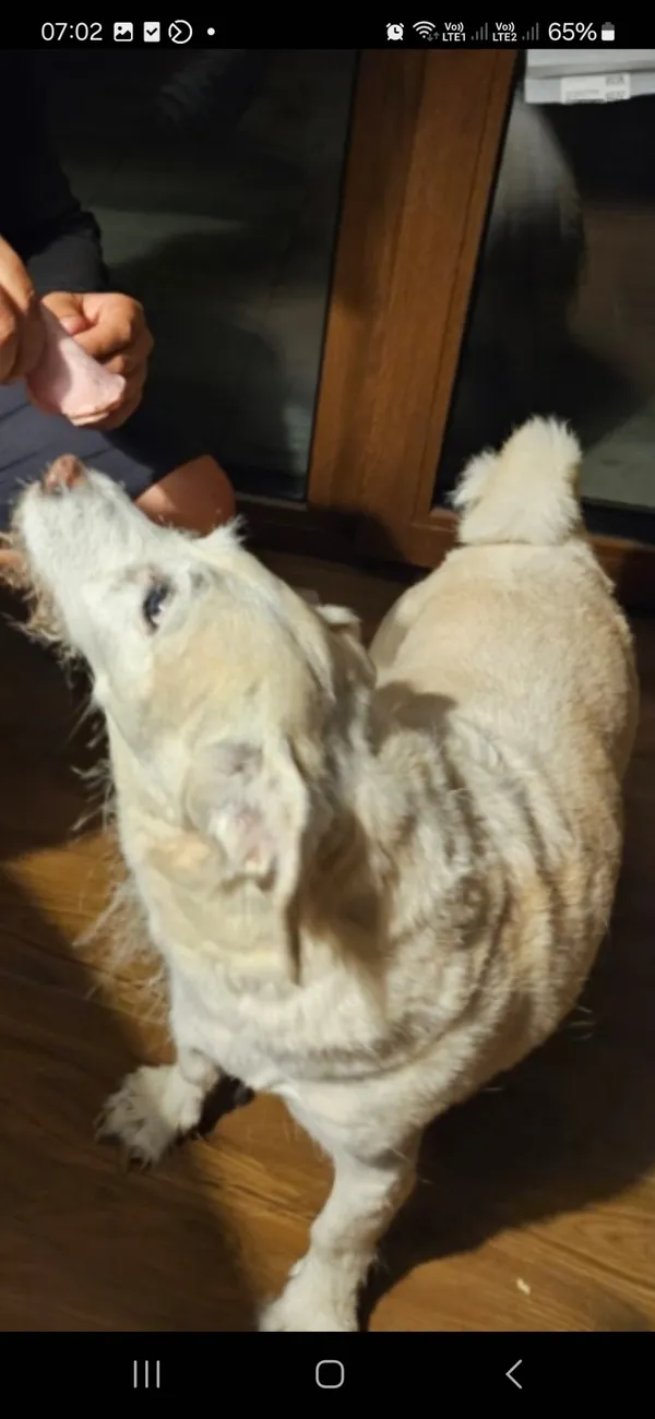 Zaginął pies, Łódź, 4 kwietnia 2025