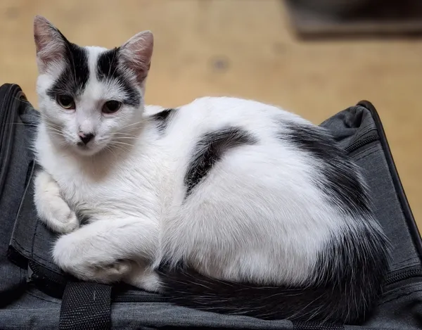 Zaginął kot, Łódź, 4 kwietnia 2025