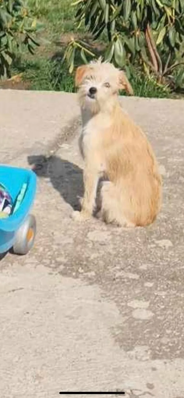 Zaginął pies, Łódź, 3 kwietnia 2025