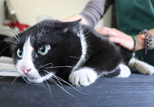 Znaleziono kota, Łódź, 4 kwietnia 2025 (1/3)