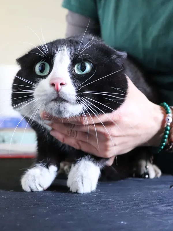 Znaleziono kota, Łódź, 4 kwietnia 2025 (2/3)