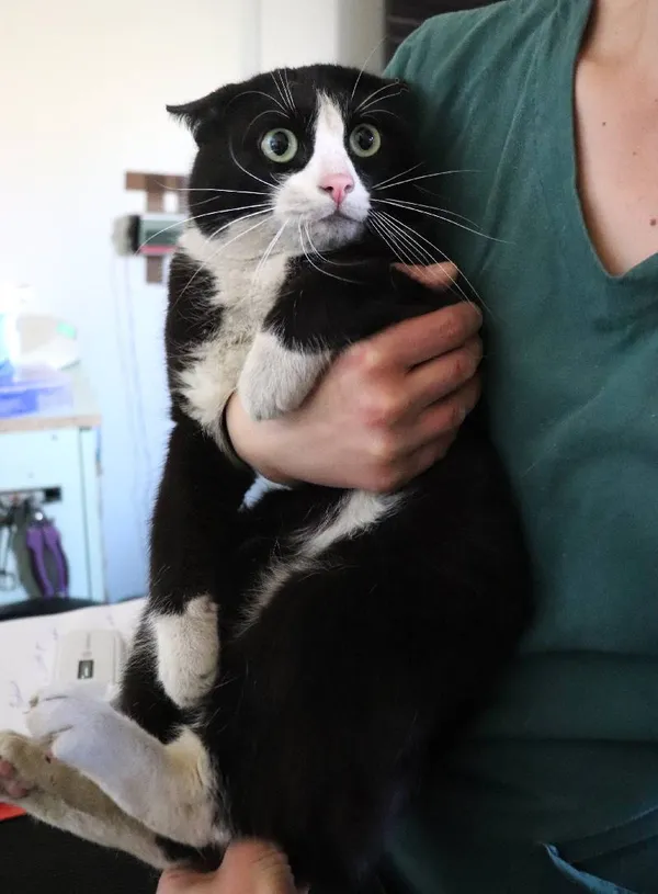 Znaleziono kota, Łódź, 4 kwietnia 2025 (3/3)