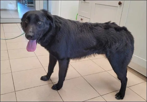 Znaleziono psa, Grudziądz, 4 kwietnia 2025