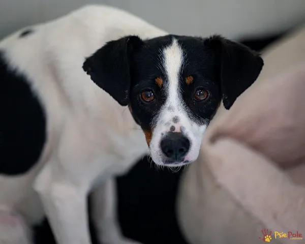 Pies do adopcji, Racławice, 2 kwietnia 2025 (1/5)