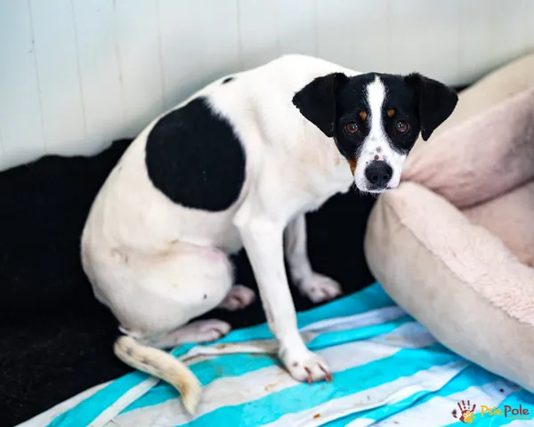 Pies do adopcji, Racławice, 2 kwietnia 2025 (2/5)