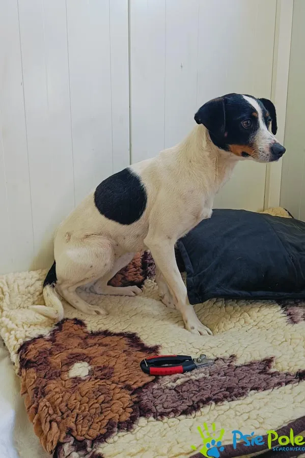 Pies do adopcji, Racławice, 2 kwietnia 2025 (3/5)