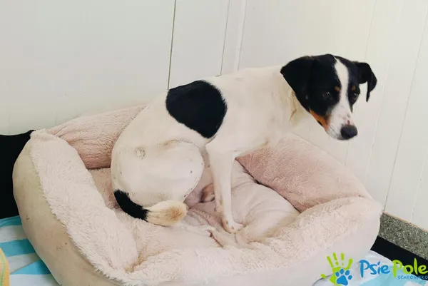 Pies do adopcji, Racławice, 2 kwietnia 2025 (4/5)