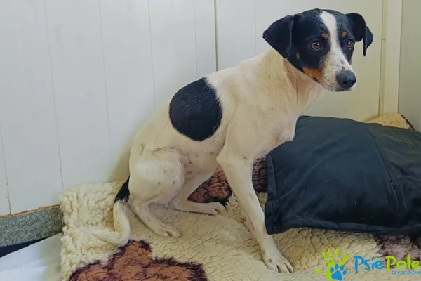 Pies do adopcji, Racławice, 2 kwietnia 2025 (5/5)
