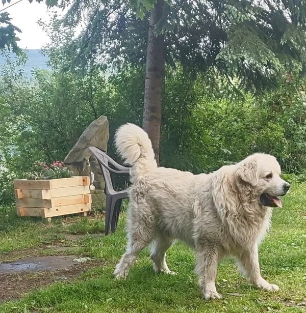 Zaginął pies, Szczyrk, 4 kwietnia 2025