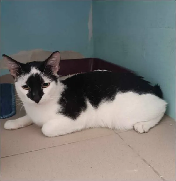 Znaleziono kota, Grudziądz, 4 kwietnia 2025