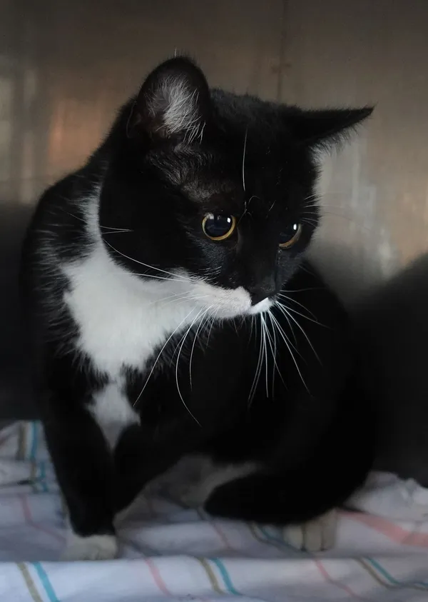 Znaleziono kota, Gdańsk, 4 kwietnia 2025