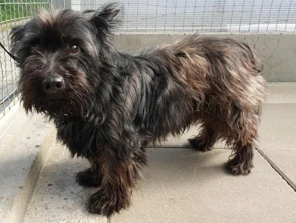 Znaleziono psa, Gdańsk, 4 kwietnia 2025