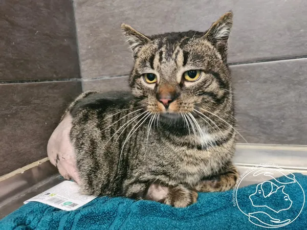 Znaleziono kota, Chełmek, 3 kwietnia 2025