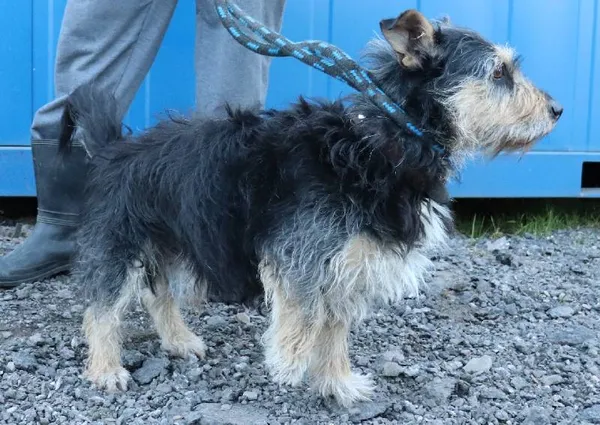 Znaleziono psa, Łódź, 3 kwietnia 2025 (1/2)