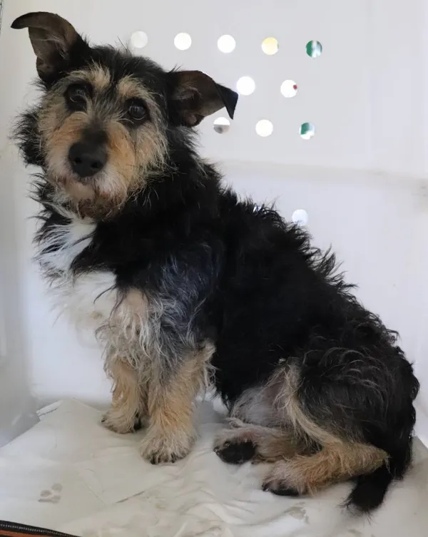 Znaleziono psa, Łódź, 3 kwietnia 2025 (2/2)