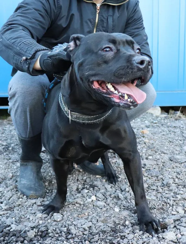 Znaleziono psa, Łódź, 3 kwietnia 2025 (1/5)