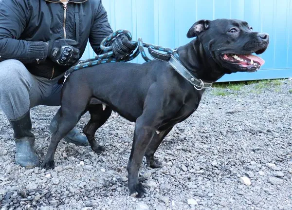 Znaleziono psa, Łódź, 3 kwietnia 2025 (2/5)