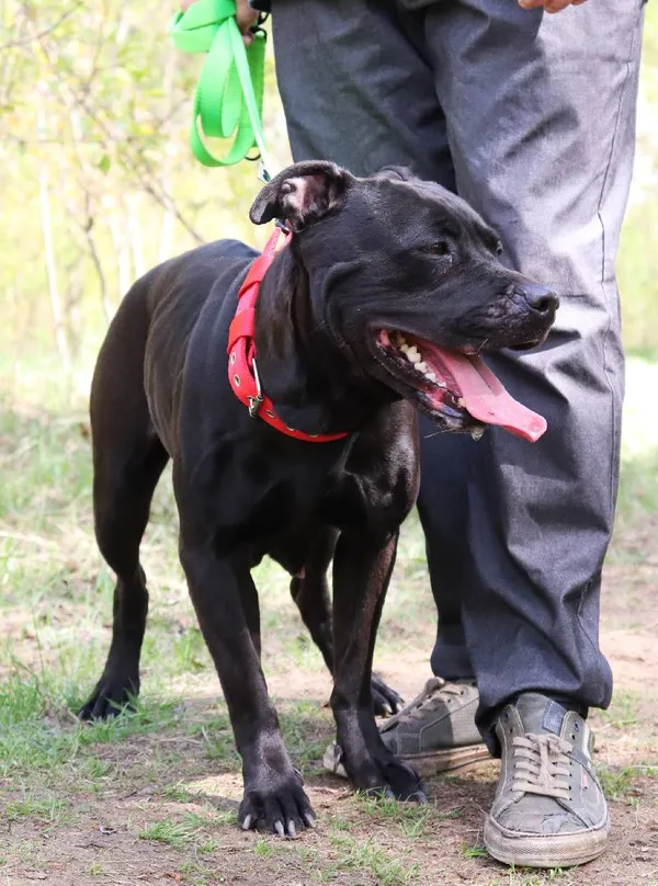 Znaleziono psa, Łódź, 3 kwietnia 2025 (5/5)