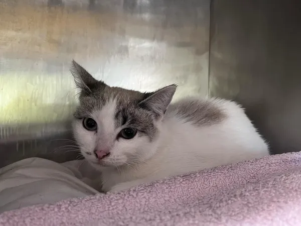 Kot do adopcji, Włocławek, 3 kwietnia 2025 (1/3)