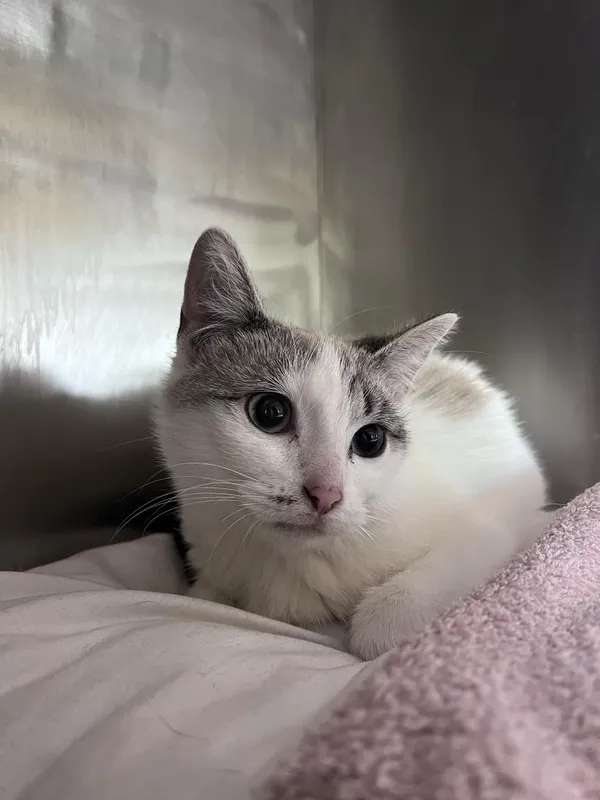 Kot do adopcji, Włocławek, 3 kwietnia 2025 (2/3)