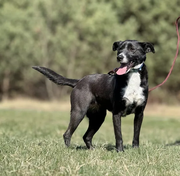 Pies do adopcji, Pieczyska, 4 kwietnia 2025 (4/5)