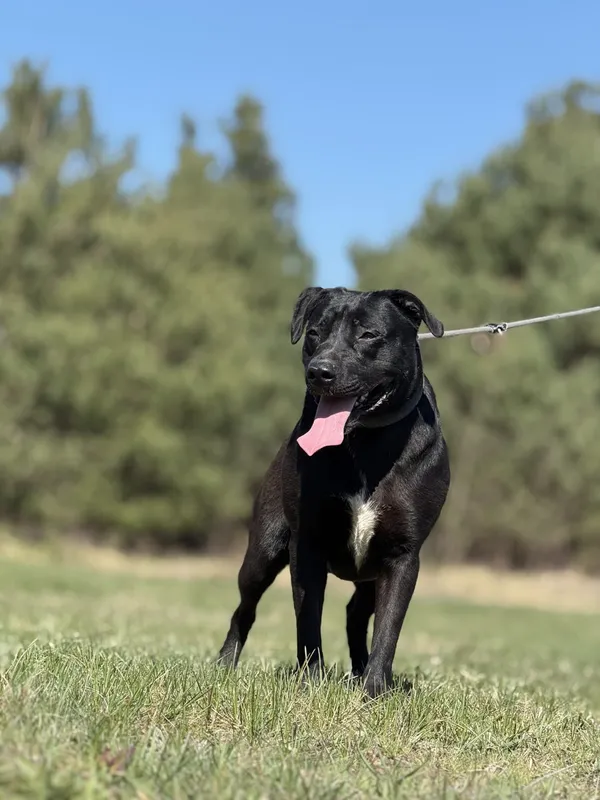 Pies do adopcji, Pieczyska, 4 kwietnia 2025 (2/5)