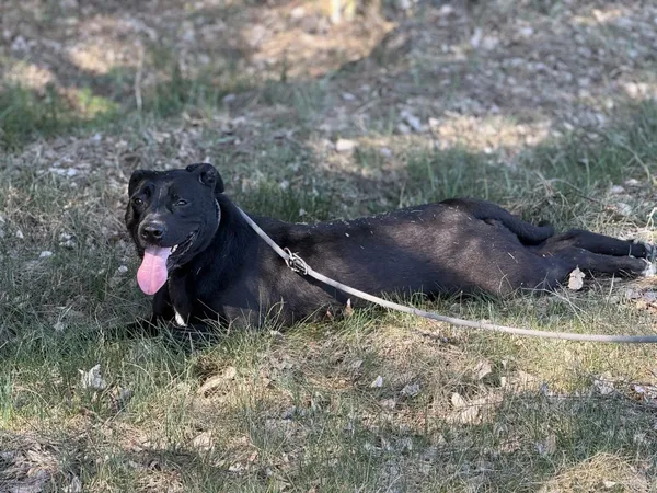 Pies do adopcji, Pieczyska, 4 kwietnia 2025 (3/5)