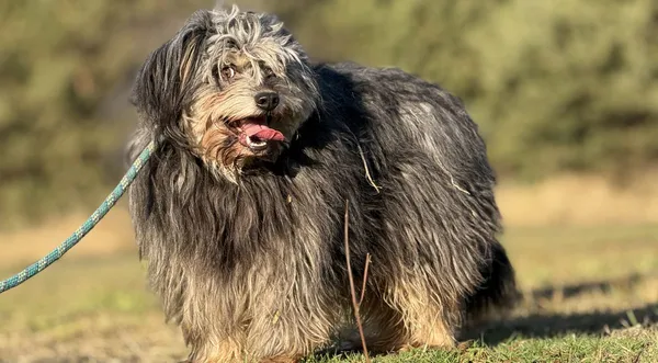 Pies do adopcji, Pieczyska, 4 kwietnia 2025 (1/5)