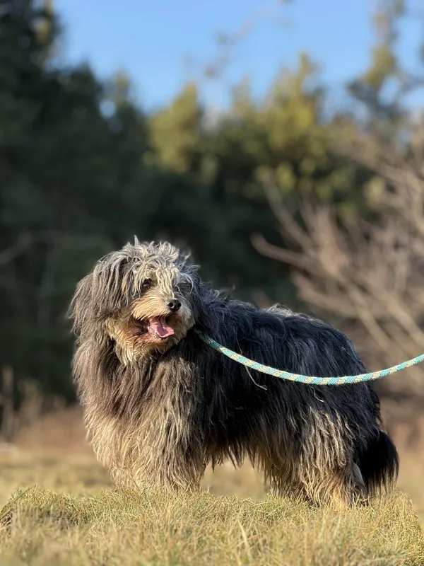 Pies do adopcji, Pieczyska, 4 kwietnia 2025 (2/5)