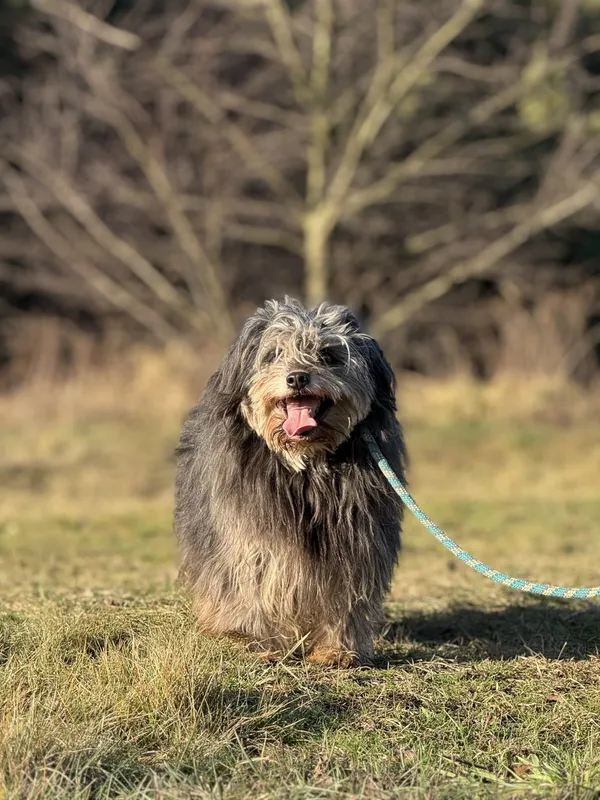 Pies do adopcji, Pieczyska, 4 kwietnia 2025 (4/5)