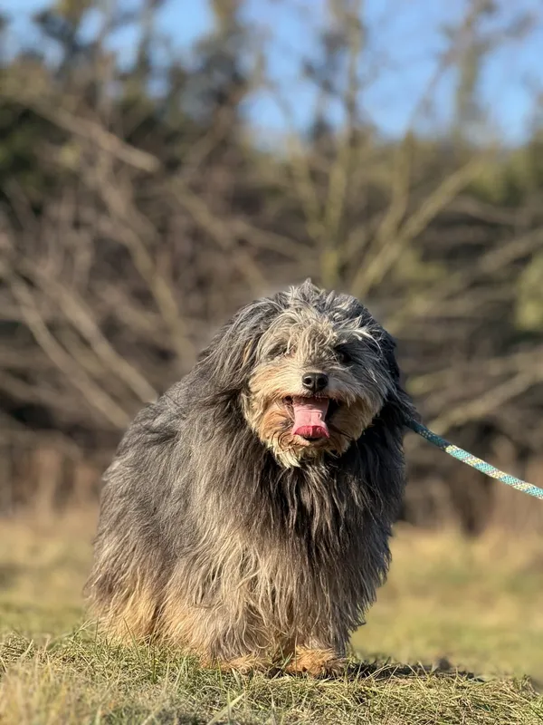 Pies do adopcji, Pieczyska, 4 kwietnia 2025 (5/5)