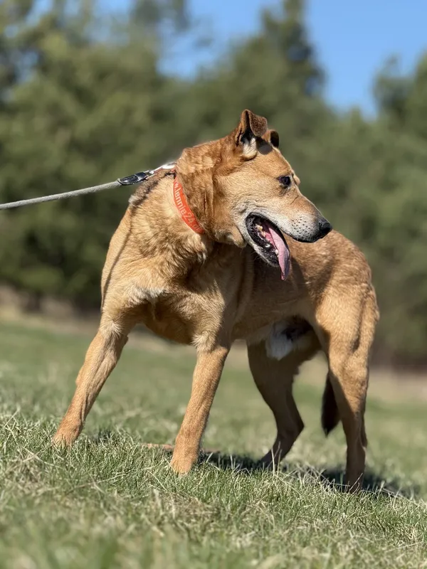 Pies do adopcji, Pieczyska, 4 kwietnia 2025 (4/5)