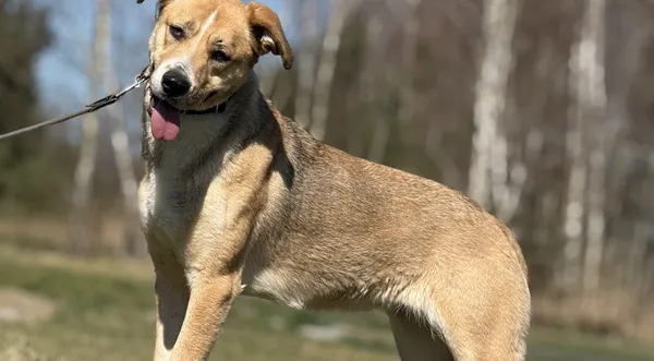 Pies do adopcji, Pieczyska, 4 kwietnia 2025 (1/5)