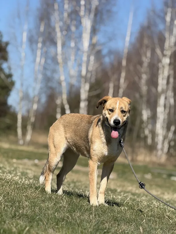 Pies do adopcji, Pieczyska, 4 kwietnia 2025 (2/5)