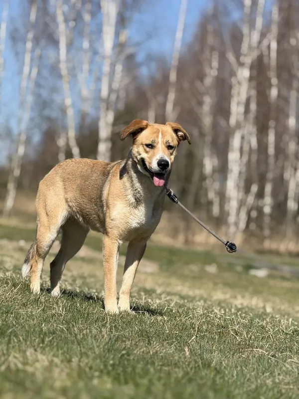 Pies do adopcji, Pieczyska, 4 kwietnia 2025 (4/5)