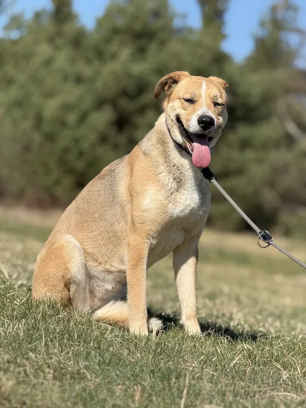 Pies do adopcji, Pieczyska, 4 kwietnia 2025 (5/5)