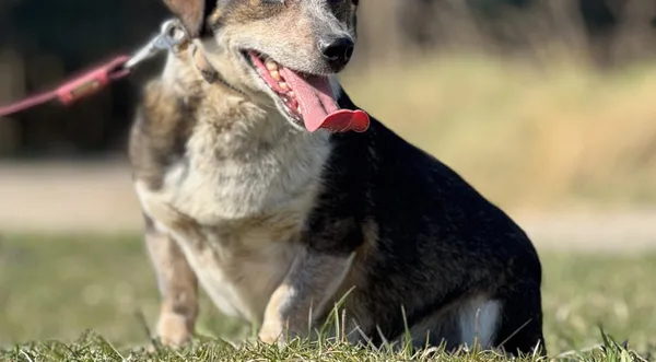 Pies do adopcji, Pieczyska, 4 kwietnia 2025 (1/5)